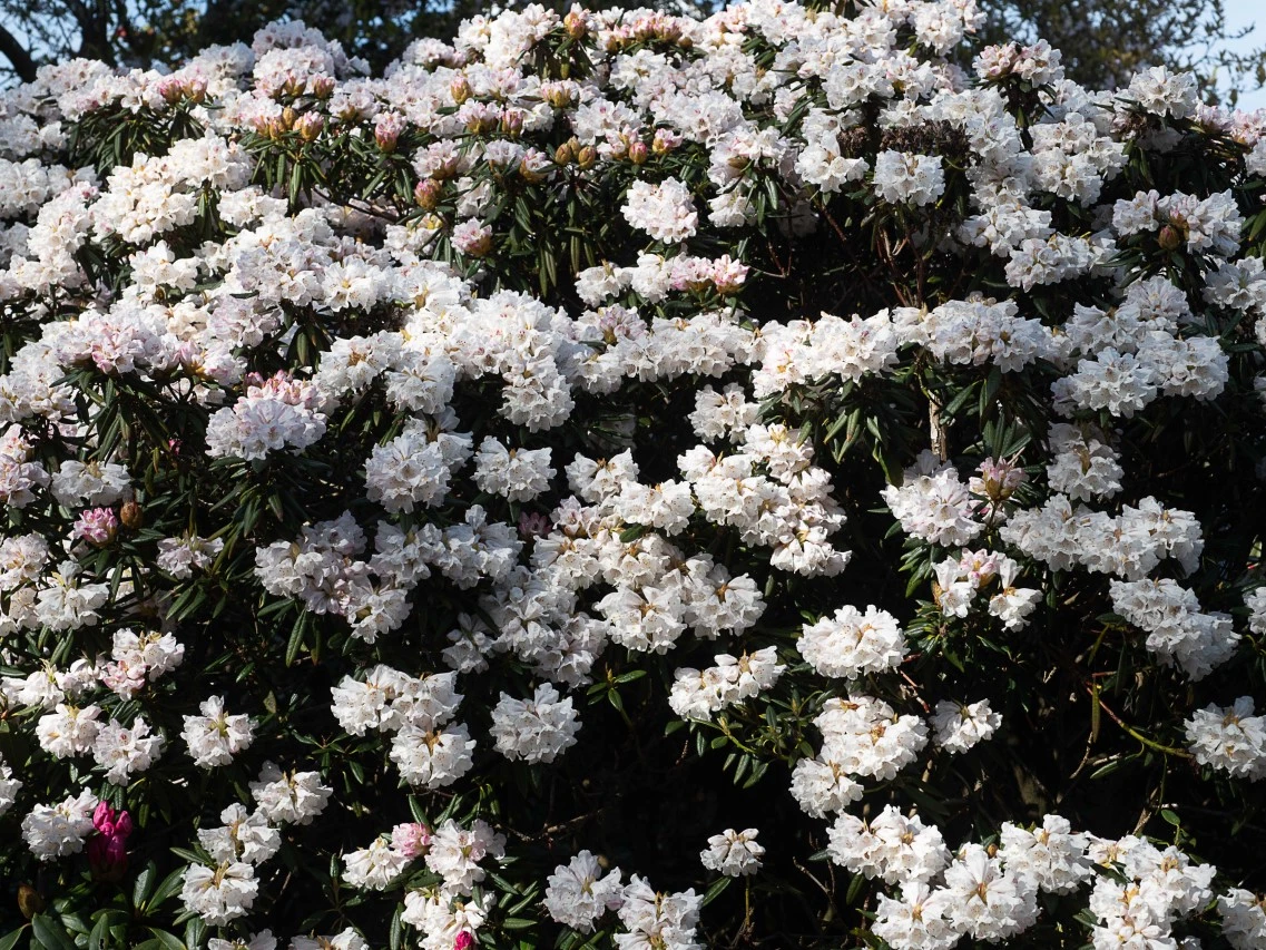 'Blewbury' AGM